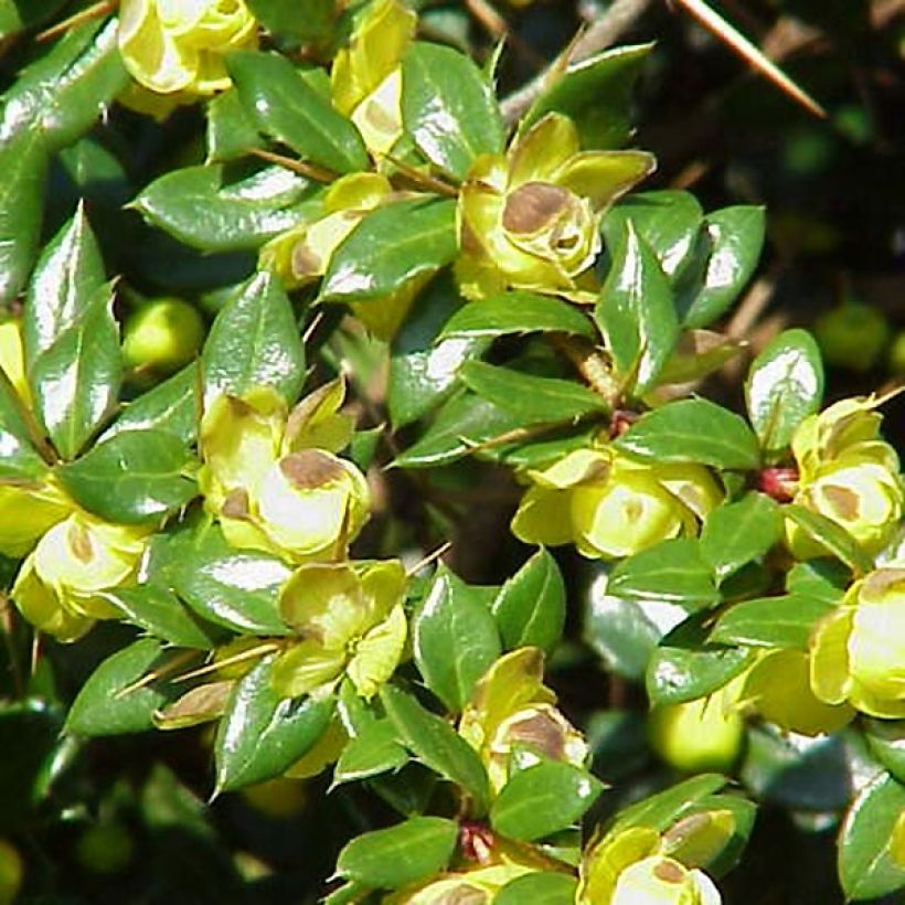 Agracejo - Berberis verrucosa (Floración)