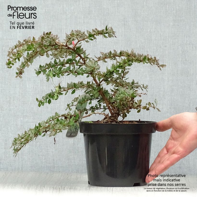 Berberis verrucosa - Épine vinette verruqueuse Pot de 2L/3L Ejemplar entregado en invierno