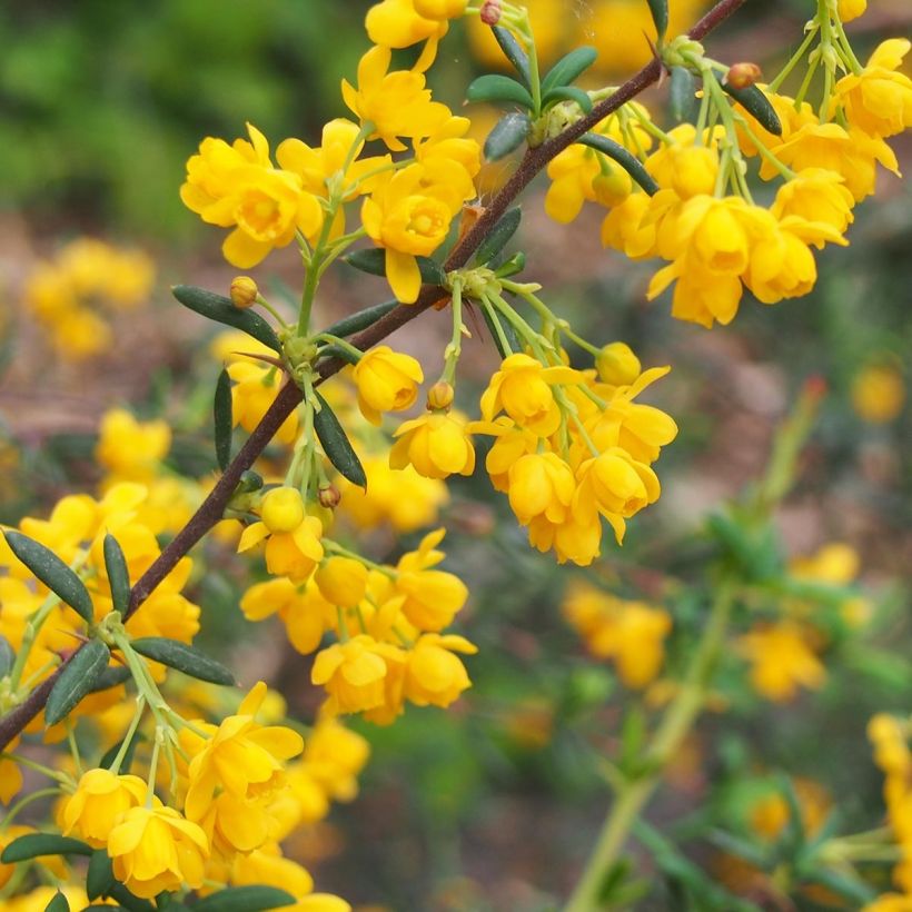 Agracejo - Berberis stenophylla - Agracejo (Floración)