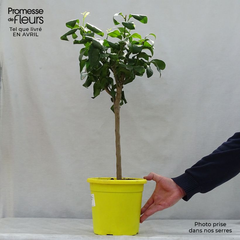 Bergamota - Citrus bergamia Maceta 4L/5L, 1/4 talloAltura de entrega aprox. 50/60cm Ejemplar entregado en la primavera