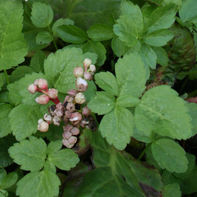 Bergenia Baby Doll - Hortensia de invierno (Follaje)