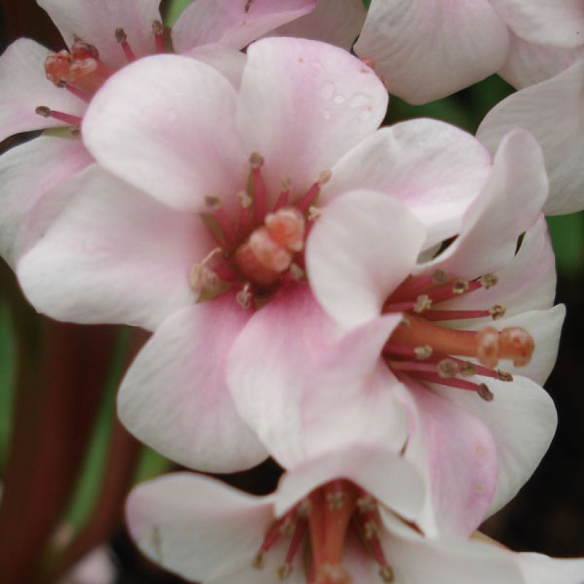 Bergenia Baby Doll - Hortensia de invierno (Floración)