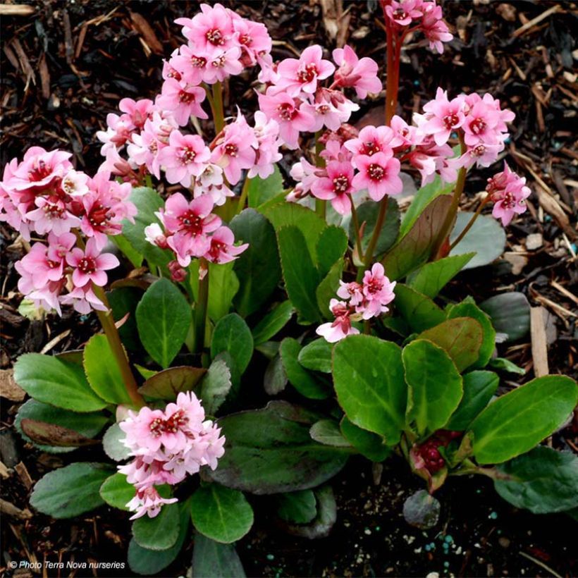 Bergenia Pink Dragonfly - Hortensia de invierno (Follaje)