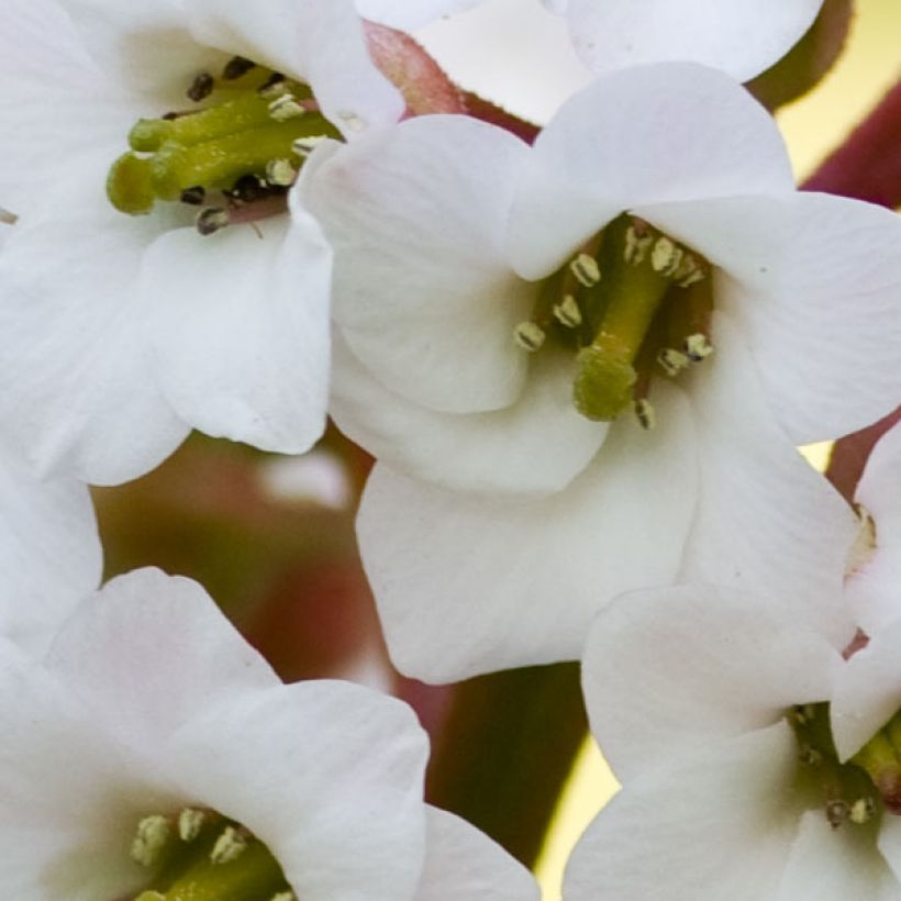 Bergenia Bressingham White - Hortensia de invierno (Floración)