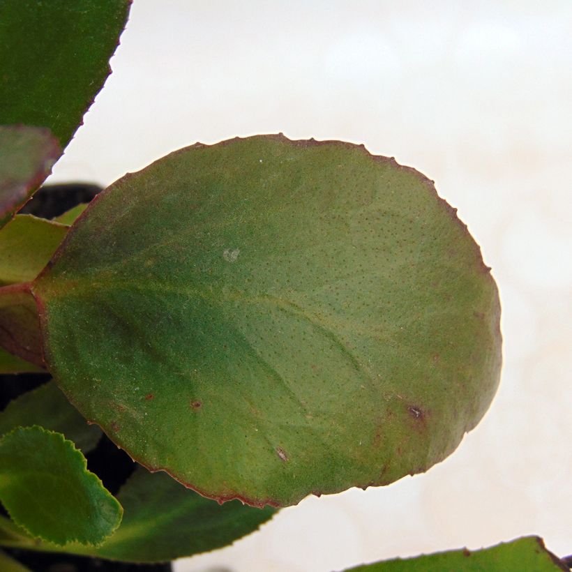 Bergenia Dragonfly Angel Kiss - Hortensia de invierno (Follaje)