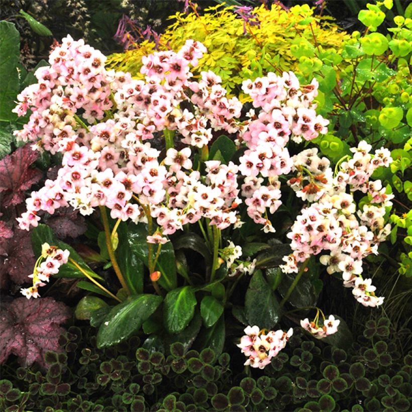 Bergenia Dragonfly Angel Kiss - Hortensia de invierno (Floración)