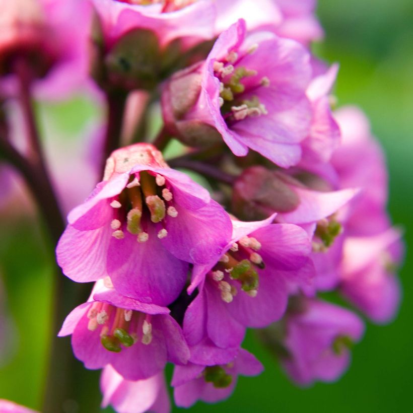 Bergenia Eden's Dark Magic - Hortensia de invierno (Floración)