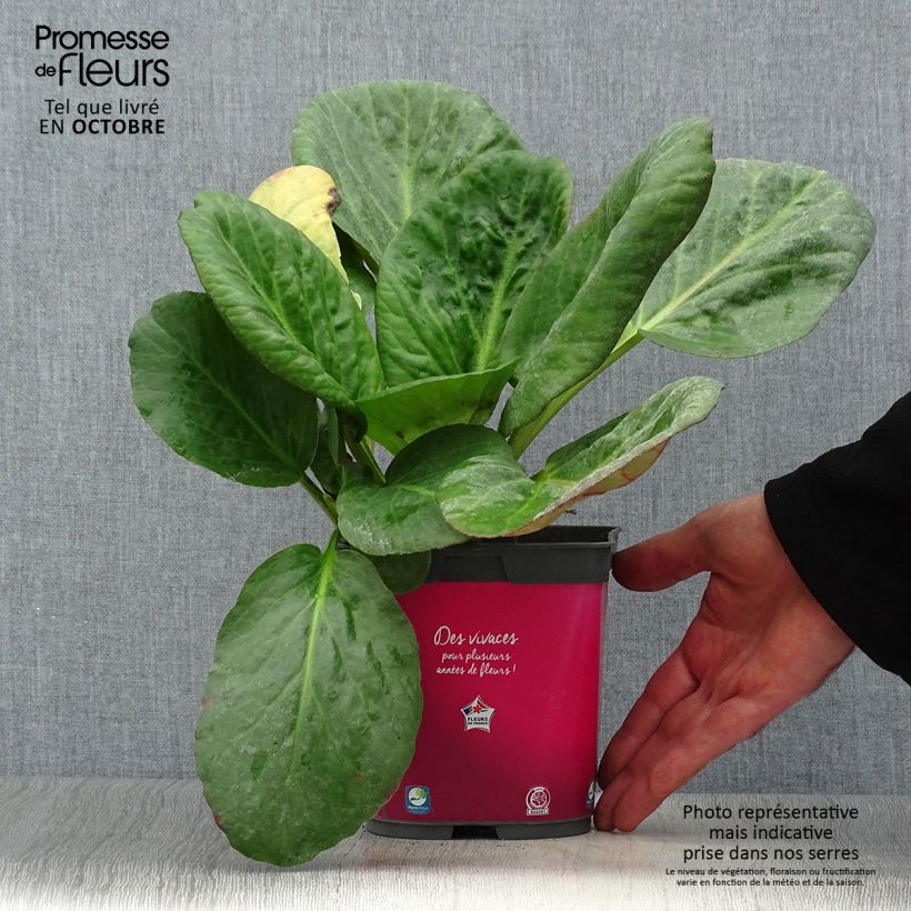 Ejemplar de Bergenia Hybride Abendglut en pot de 2 litres entregado en otoño