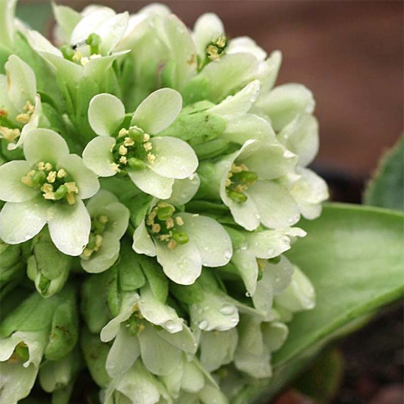 Bergenia stracheyi Ice Queen - Hortensia de invierno (Floración)