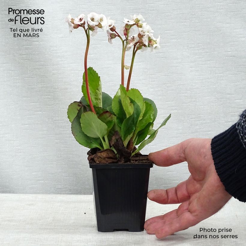 Bergenia Jelle - Plante des savetiers Godet de 9cm Ejemplar entregado en invierno