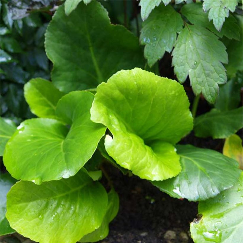 Bergenia cordifolia Morgenrote - Hortensia de invierno (Follaje)