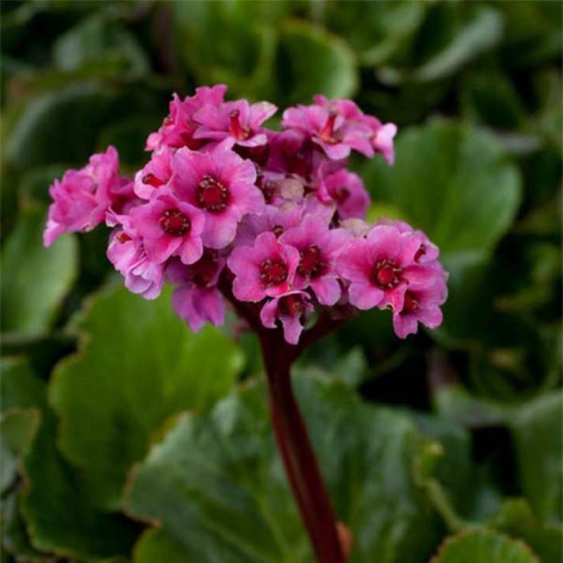 Bergenia cordifolia Morgenrote - Hortensia de invierno (Floración)