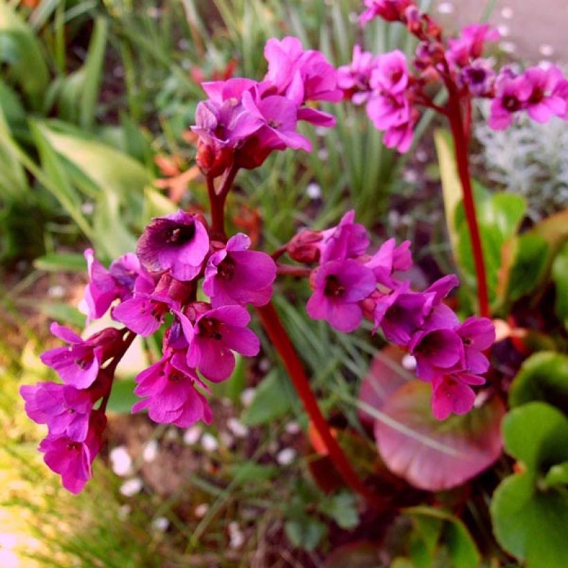 Bergenia Ouvertüre - Hortensia de invierno (Floración)