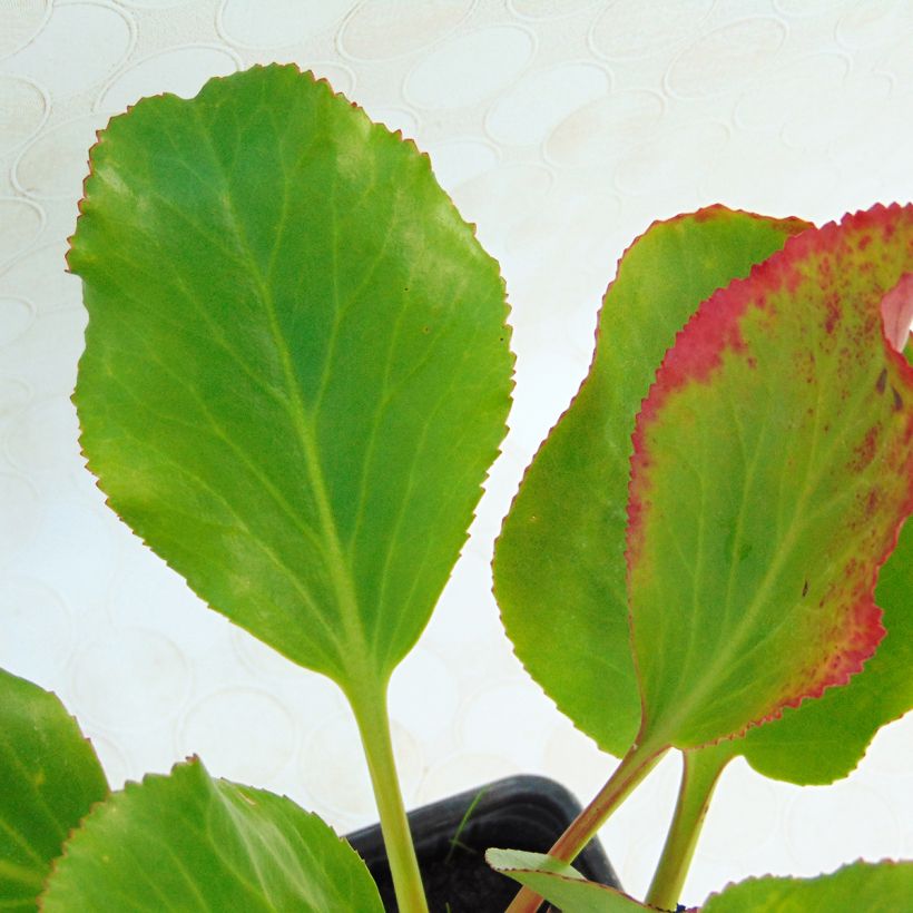 Bergenia cordifolia Rotblum - Hortensia de invierno (Follaje)