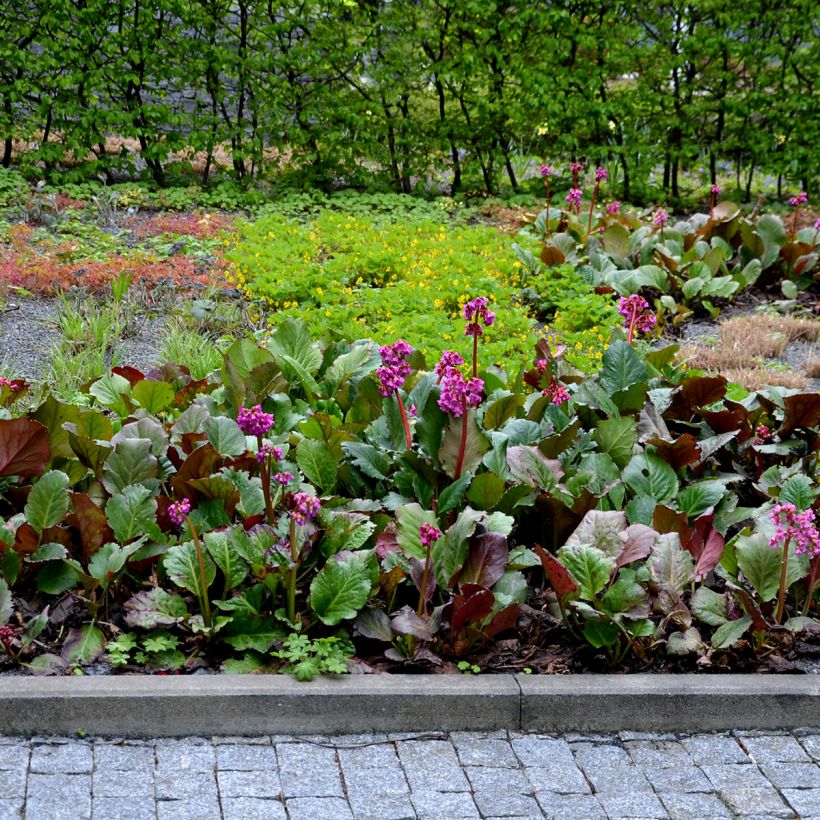 Bergenia cordifolia Rotblum - Hortensia de invierno (Porte)