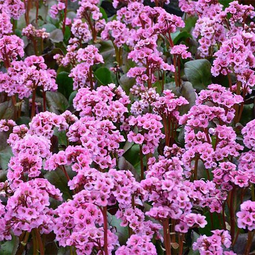 Bergenia Spring Fling - Hortensia de invierno (Floración)