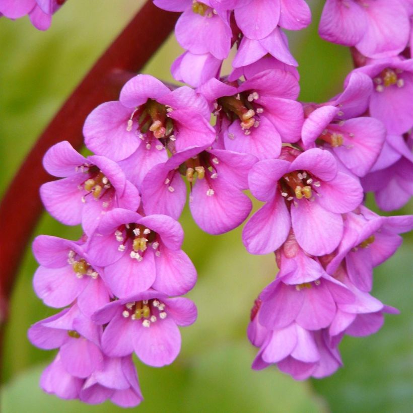 Bergenia Winterglut - Hortensia de invierno (Floración)