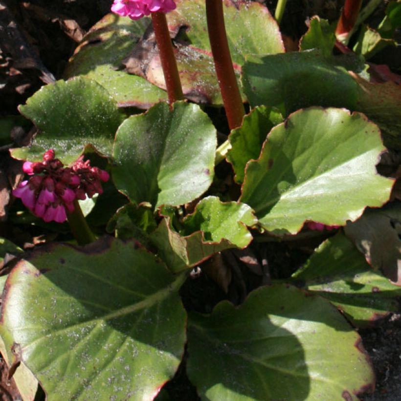 Bergenia Abendglut - Hortensia de invierno (Follaje)