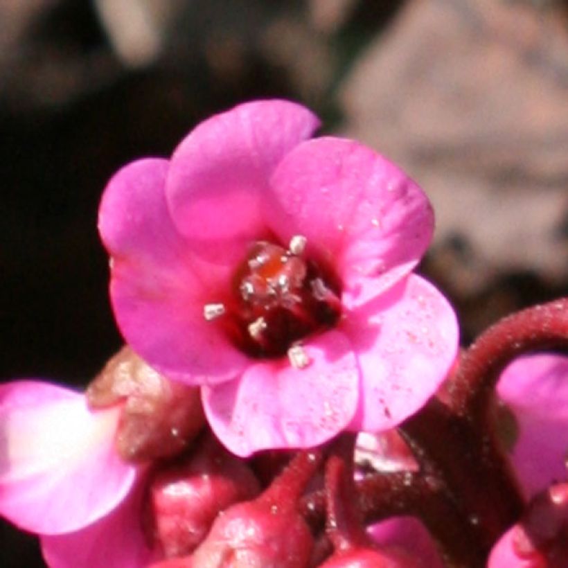 Bergenia Abendglut - Hortensia de invierno (Floración)