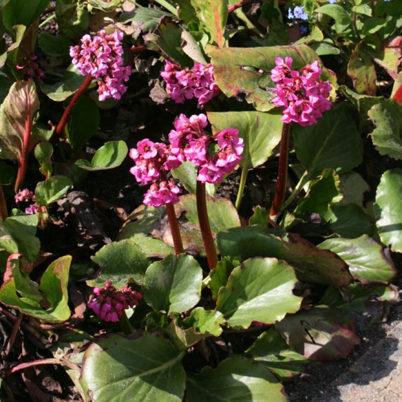 Bergenia Abendglut - Hortensia de invierno (Porte)