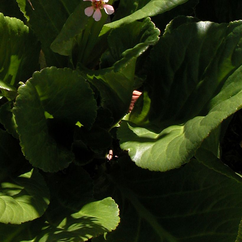 Bergenia stracheyi - Hortensia de invierno (Follaje)