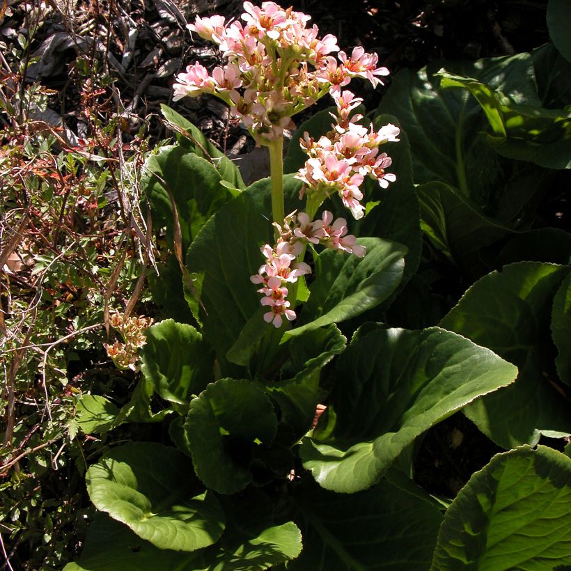 Bergenia stracheyi - Hortensia de invierno (Porte)