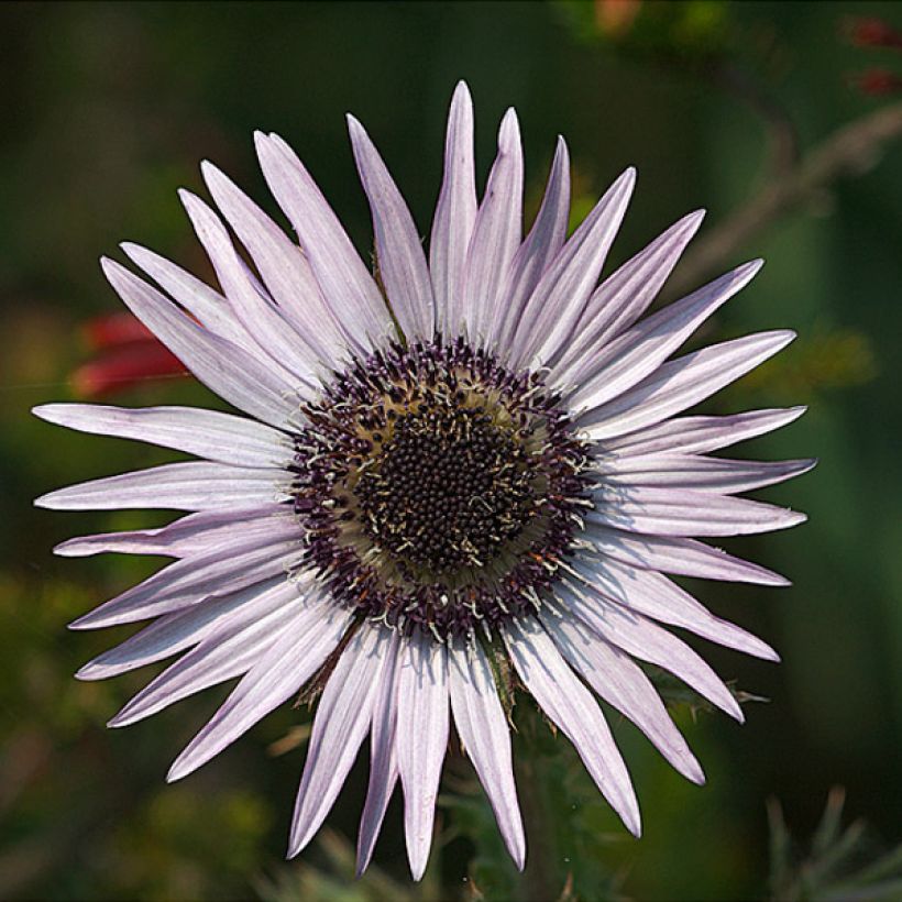 Berkheya purpurea - Guerrero zulú (Floración)