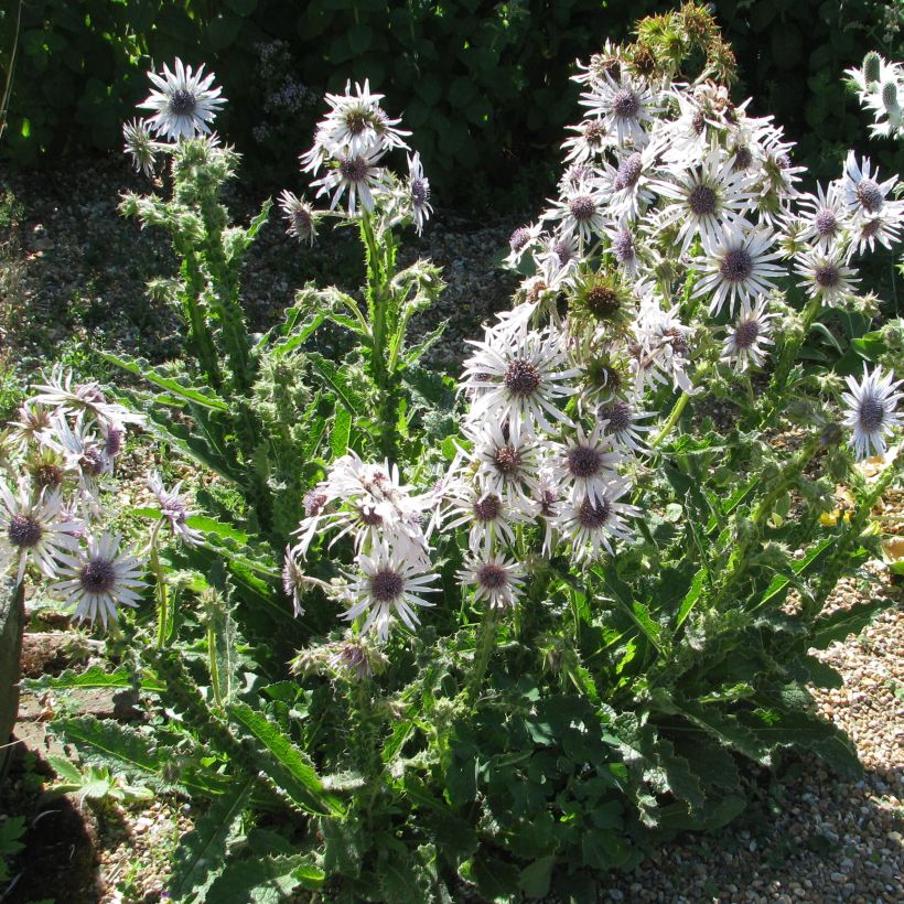 Berkheya purpurea - Guerrero zulú (Porte)