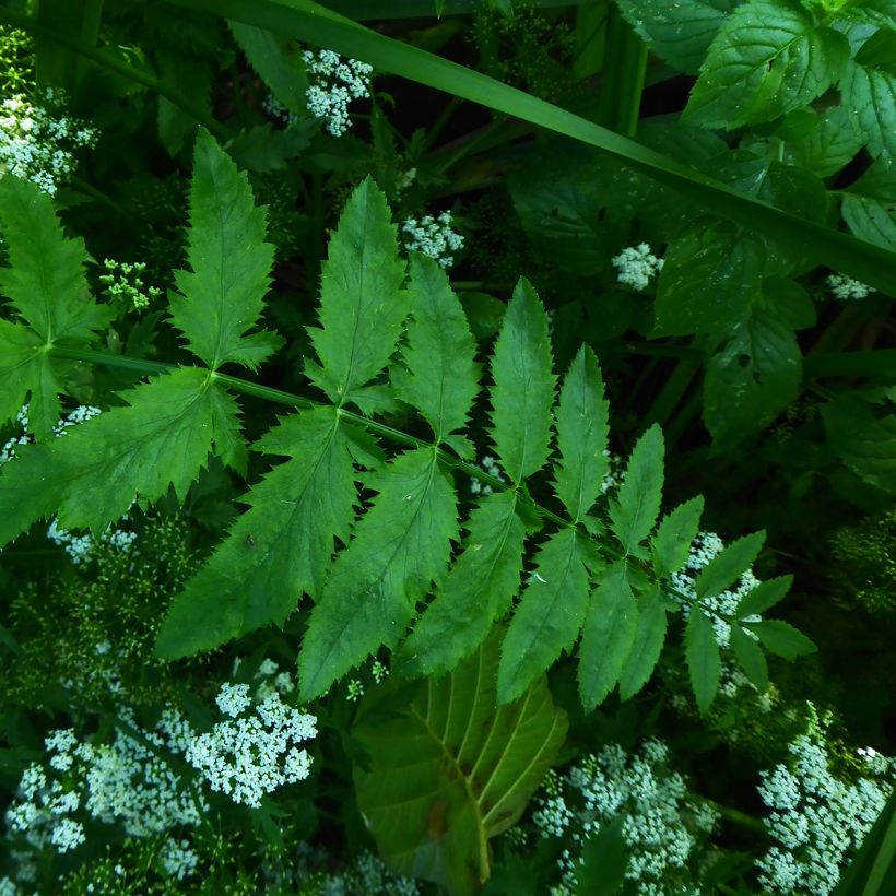 Berula erecta - Palmita de agua (Follaje)