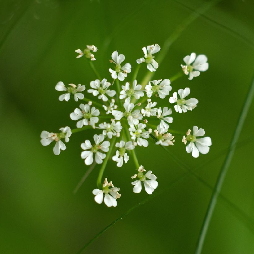 Berula erecta - Palmita de agua (Floración)