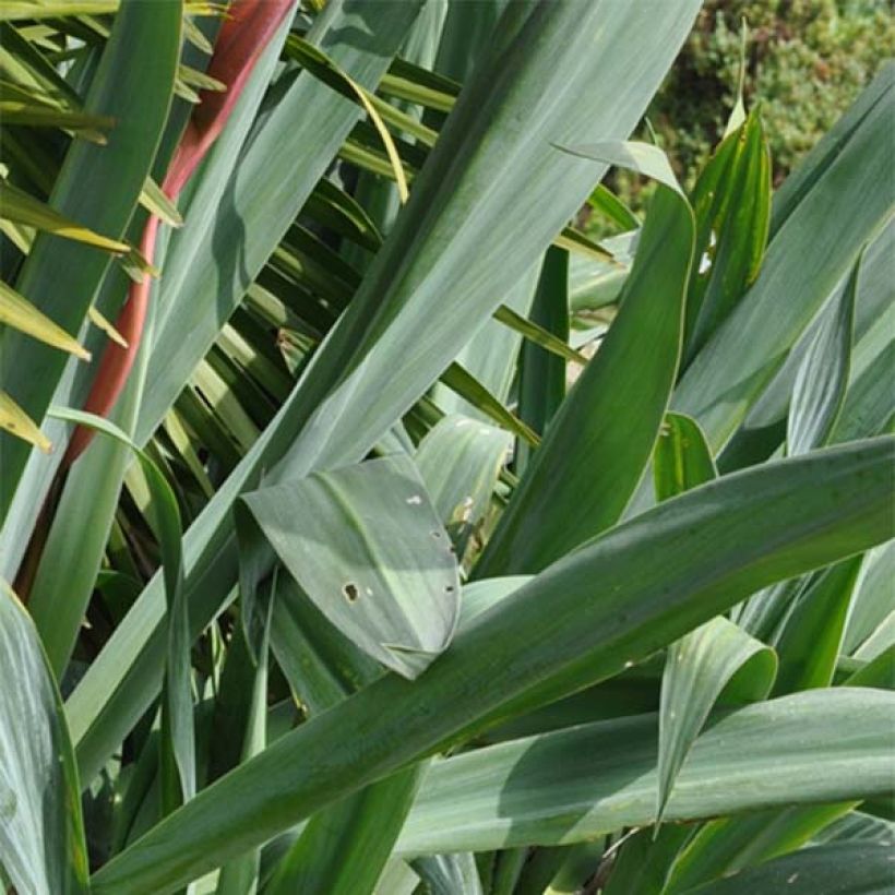 Beschorneria septentrionalis - Falso Agave (Follaje)