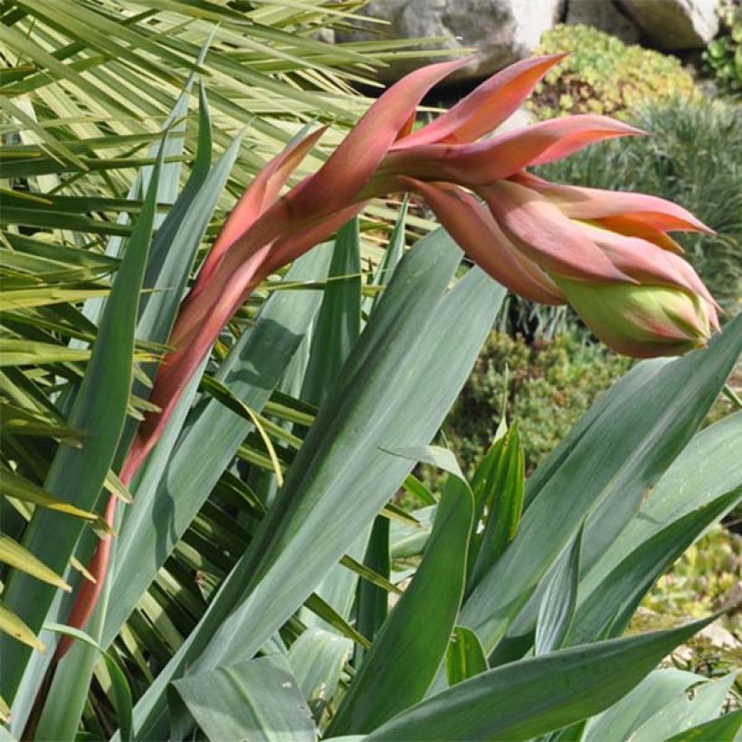 Beschorneria septentrionalis - Falso Agave (Floración)