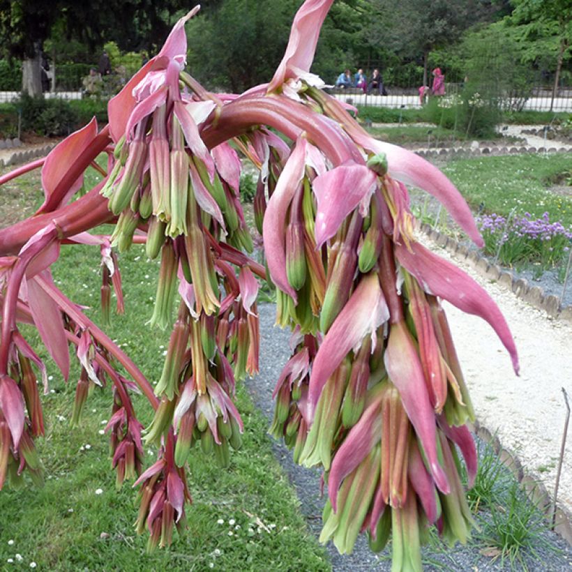 Beschorneria yuccoides (Floración)