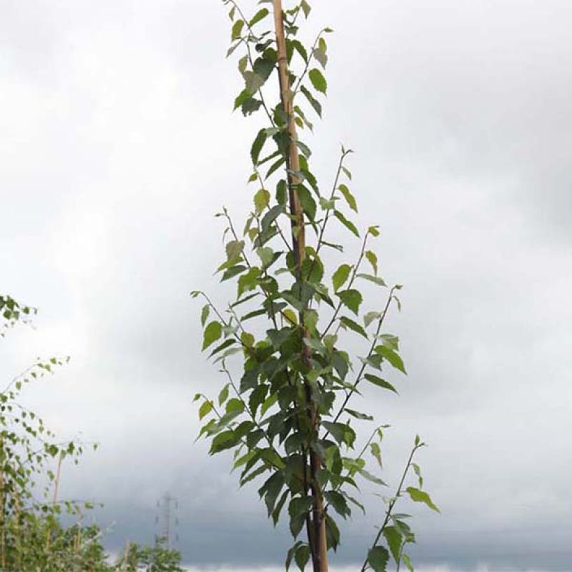 Abedul rojo chino - Betula albosinensis Fascination (Follaje)