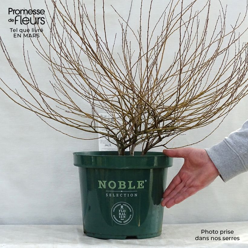 Betula nana Golden Treasure 40/50cm en pot de 10L Ejemplar entregado en la primavera