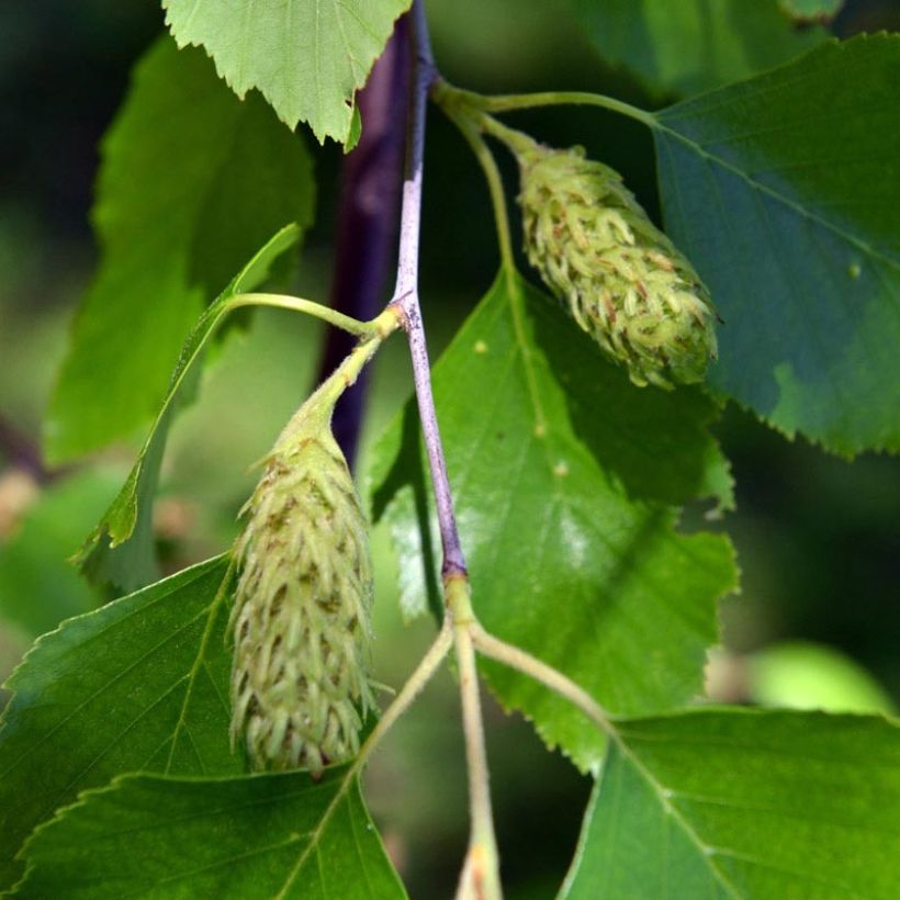 Abedul negro - Betula nigra (Floración)