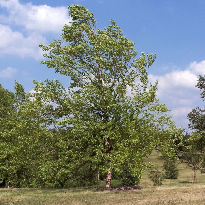 Abedul negro - Betula nigra (Porte)