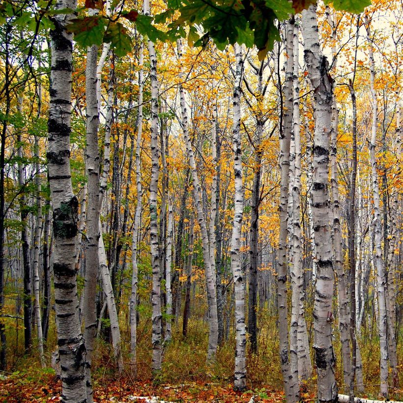 Betula papyrifera - Abedul papirífero​ (Porte)