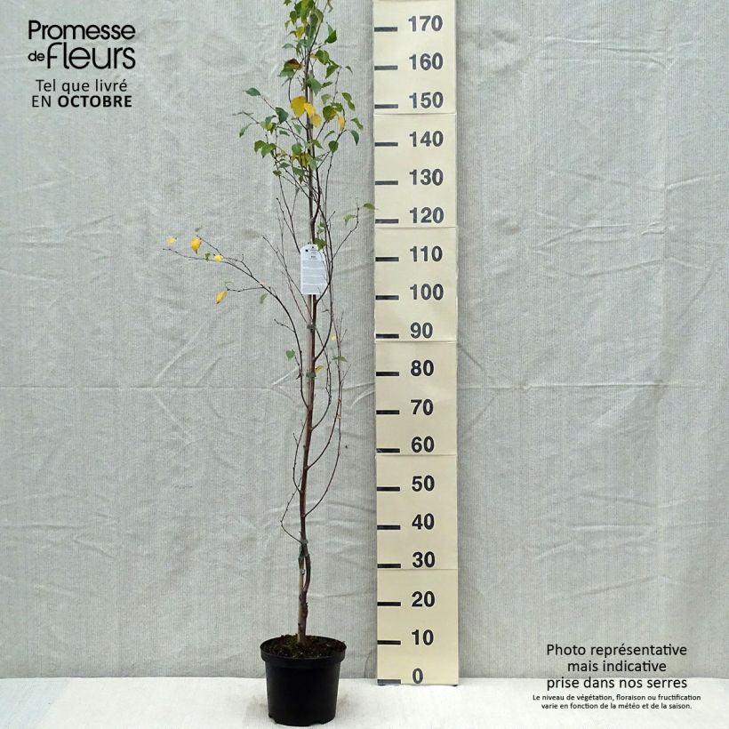 Ejemplar de Betula pendula Fastigiata - Bouleau fastigié Pot de 2L/3L entregado en otoño