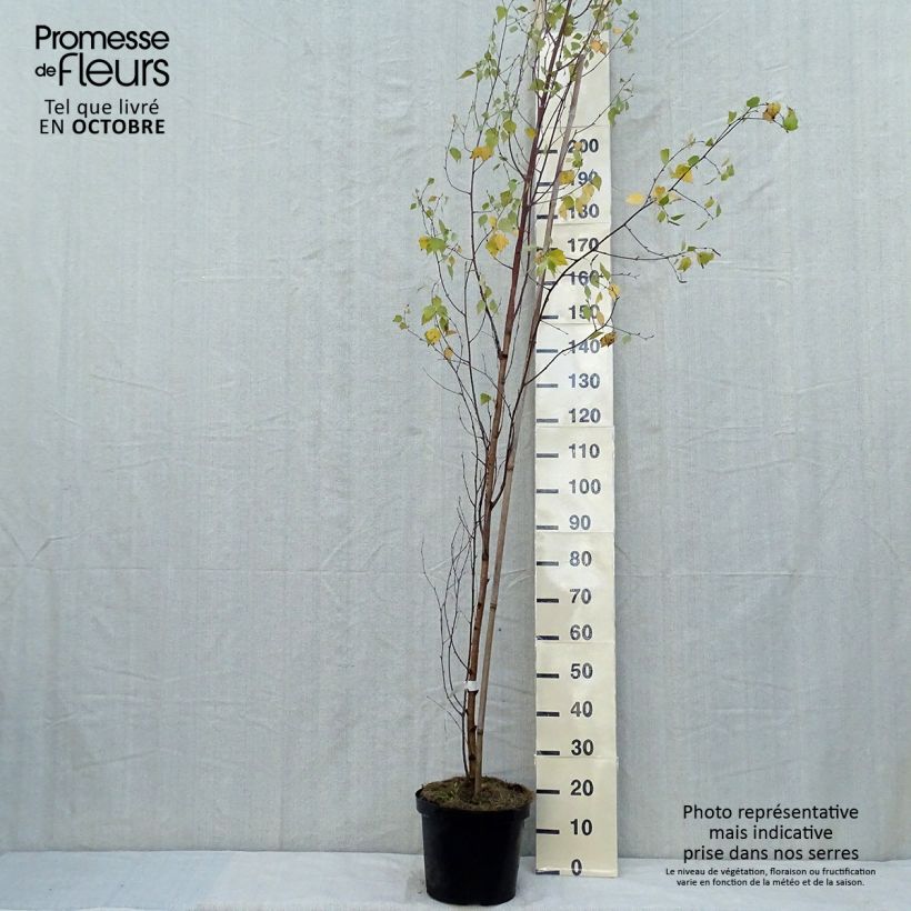 Ejemplar de Betula pendula Fastigiata - Bouleau fastigié en pot de 7,5L/10L entregado en otoño