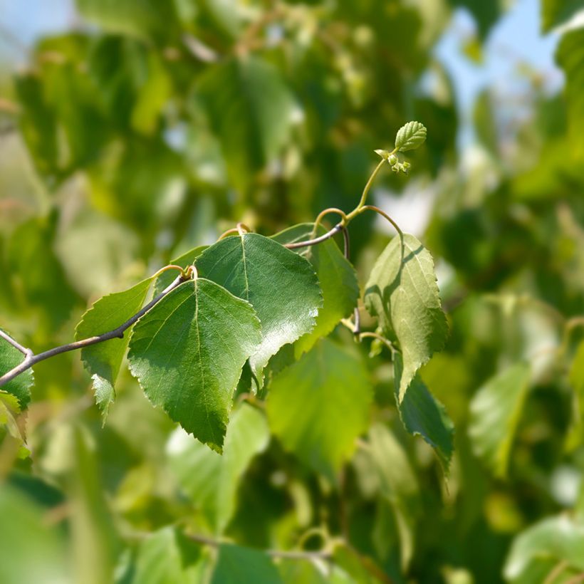 Bouleau tortueux - Betula pendula Spider Alley (Follaje)