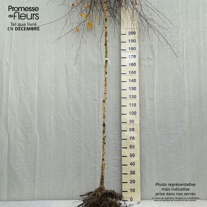 Betula pendula Youngii  en racines nues Tige 8/10cm - Bouleau pleureur Ejemplar entregado en invierno