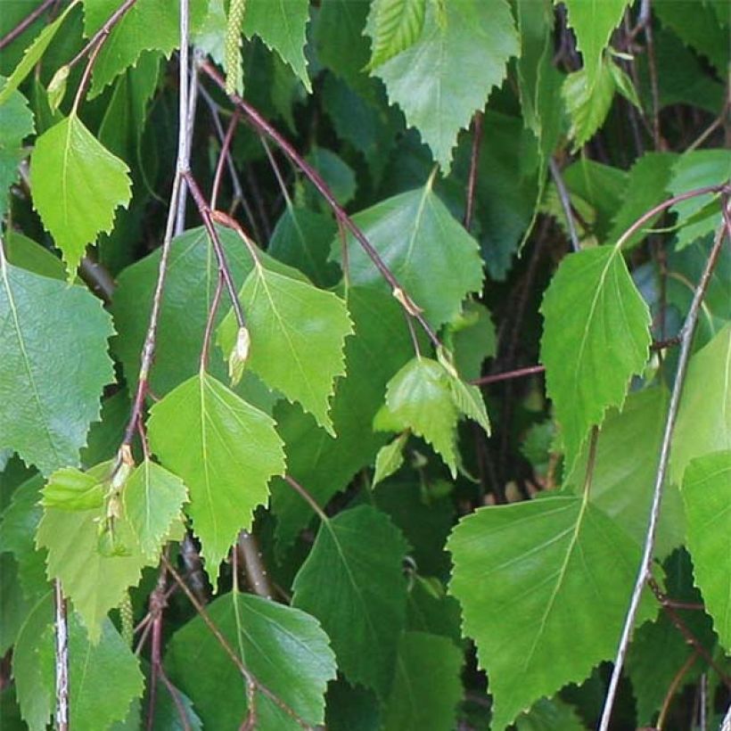 Abedul común - Betula pendula (Follaje)