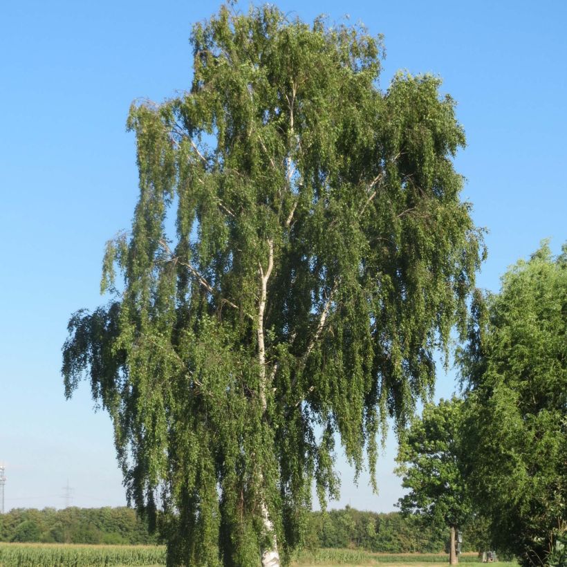 Abedul común - Betula pendula (Porte)