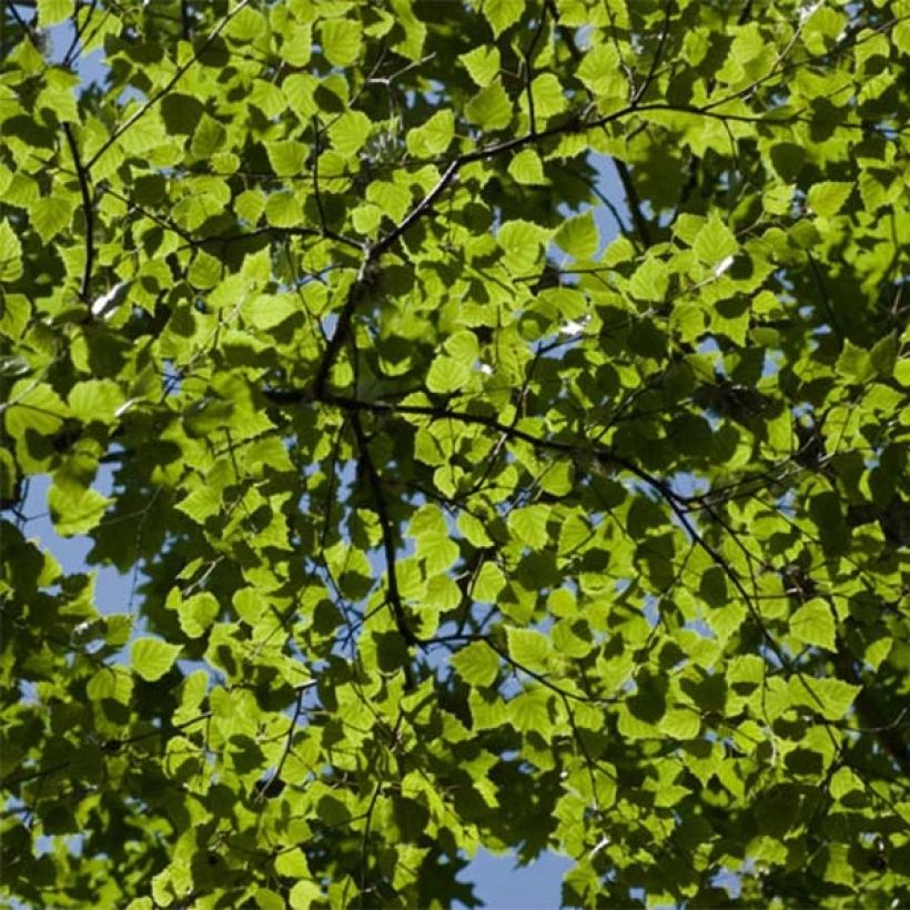 Abedul pubescente - Betula pubescens (Follaje)