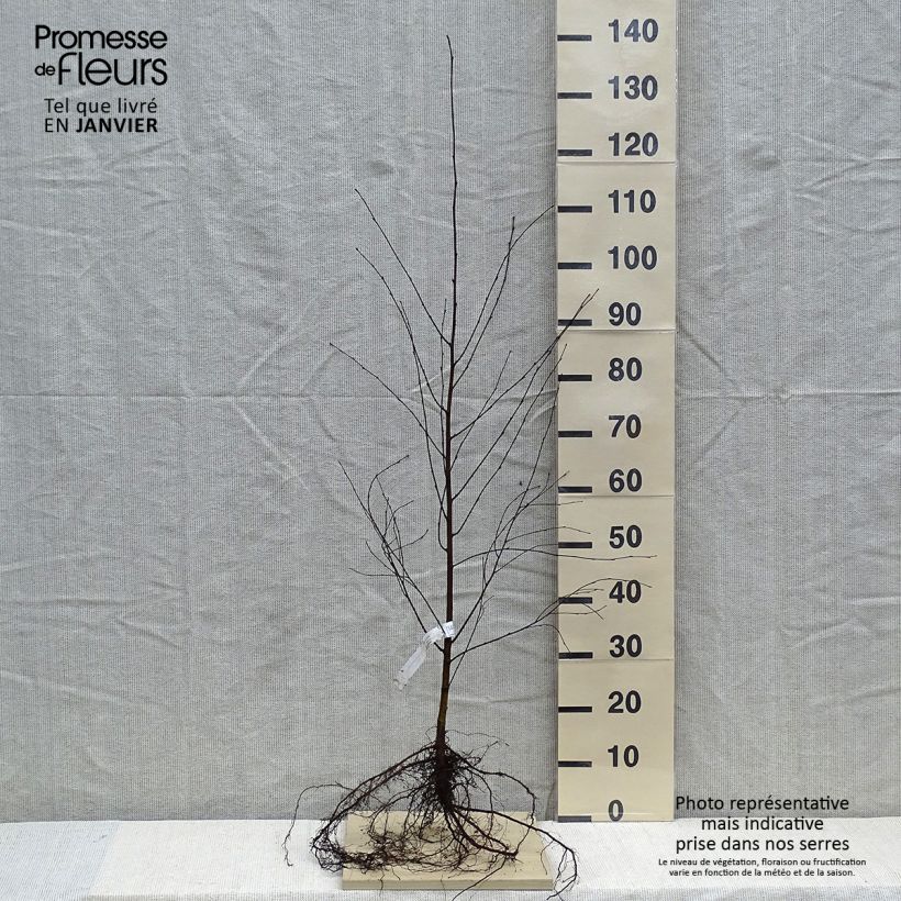 Betula pubescens - Bouleau pubescent Racines nues Ejemplar entregado en invierno