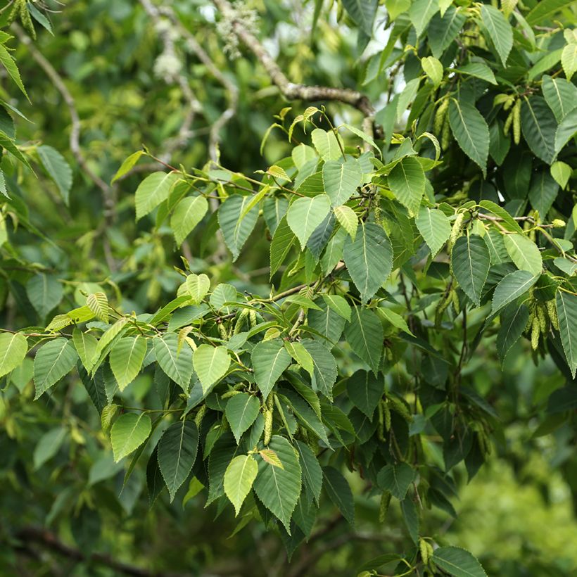 Bouleau de l'Himalaya - Betula utilis var. prattii (Follaje)