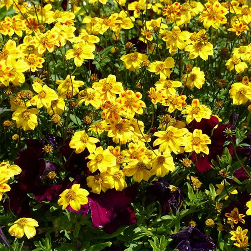 Bidens Beedance Painted Red (Floración)