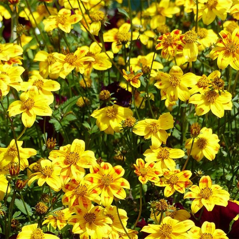 Bidens Beedance Painted Yellow (Floración)