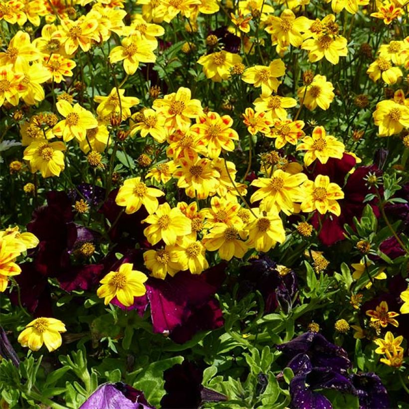 Bidens Beedance Painted Yellow (Porte)